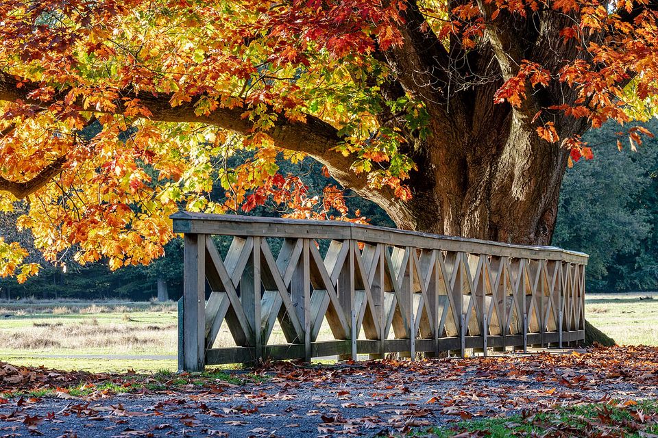 Dülmen, Wildpark, Brücke am Herzteich -- 2022 -- 4642.jpg